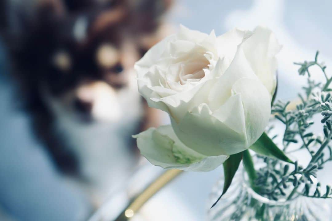 田辺留依のインスタグラム：「お花を買った日に撮った写真。  部屋が明るくなって 朝起きるのが 楽しみになりました。  写真を撮ってると 絶対写り込んでくる愛犬。  #写真　#カメラ　#チワワ　#ロングコートチワワ　#薔薇　#sonyalpha #camera #photo」