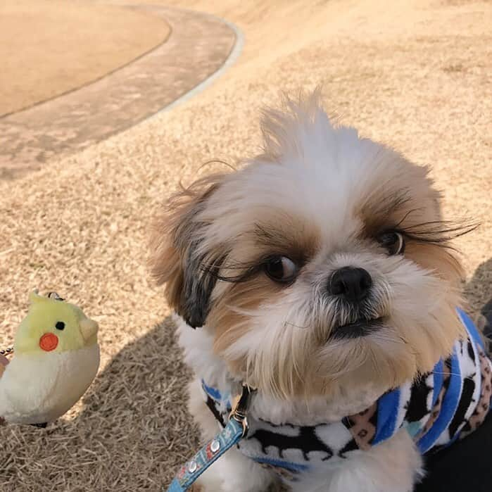 りんくさんのインスタグラム写真 - (りんくInstagram)「オカメインコさんとボク🦜 偶然ヘアスタイルも一緒😂🐶🍃  #tbt #throwbackthursday #5年前の今日」1月12日 13時16分 - link.jpn