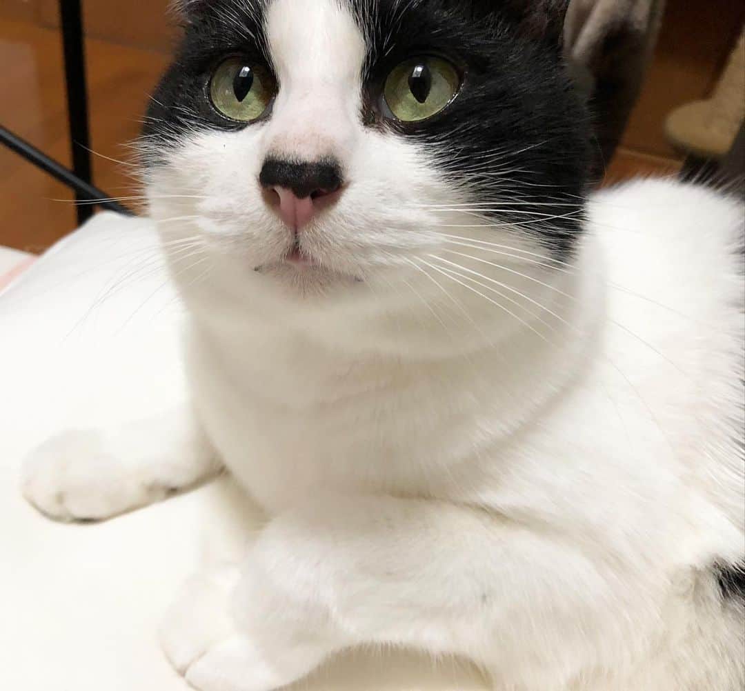 ぽんずのインスタグラム：「もーれたっ(盛れた)  #ねこ#猫#猫好き#親バカ#はちわれ#ハチワレ#はちわれ猫#ハチワレ猫#白黒猫部#にゃんすたぐらむ#猫大好き#うちの猫自慢#白黒猫 #我が家のぽんずくん #ちゅーちゅー妖怪」