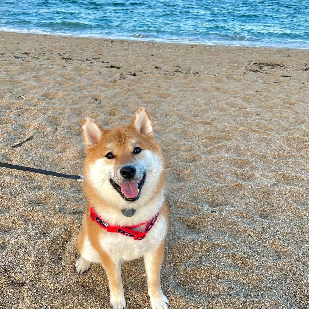 和風総分家さんのインスタグラム写真 - (和風総分家Instagram)「海が大好きな柴犬コマちゃん🐶  お正月も終わり動画投稿も再開していきます！今年の12月にはどんなことになってるのか楽しみです✨  今年も改めてよろしくお願いします  #柴犬ライフ  #柴犬のいる暮らし  #柴犬好きな人と繋がりたい  #犬の散歩  #愛犬の日  #可愛い犬  #tiktokdog」1月12日 21時36分 - sibabunke