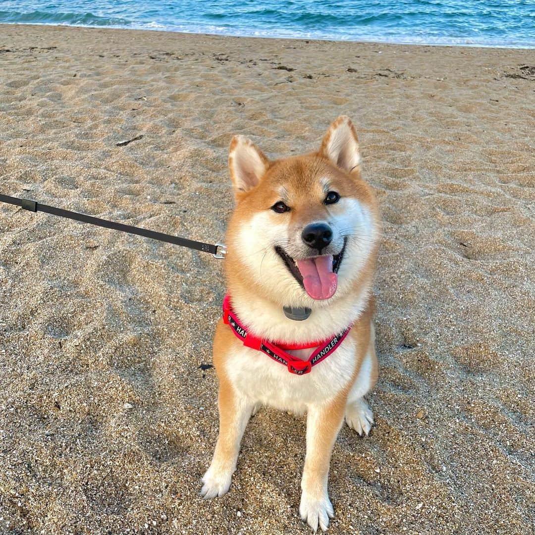 和風総分家のインスタグラム：「海が大好きな柴犬コマちゃん🐶  お正月も終わり動画投稿も再開していきます！今年の12月にはどんなことになってるのか楽しみです✨  今年も改めてよろしくお願いします  #柴犬ライフ  #柴犬のいる暮らし  #柴犬好きな人と繋がりたい  #犬の散歩  #愛犬の日  #可愛い犬  #tiktokdog」