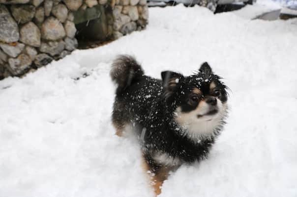 尾碕真花のインスタグラム：「. . . いつかの冬の日☃️ . 雪平気で楽しむ3匹と雪あんまり好きじゃない2匹🐶 . 犬は喜び庭駆け回り🐕♪」