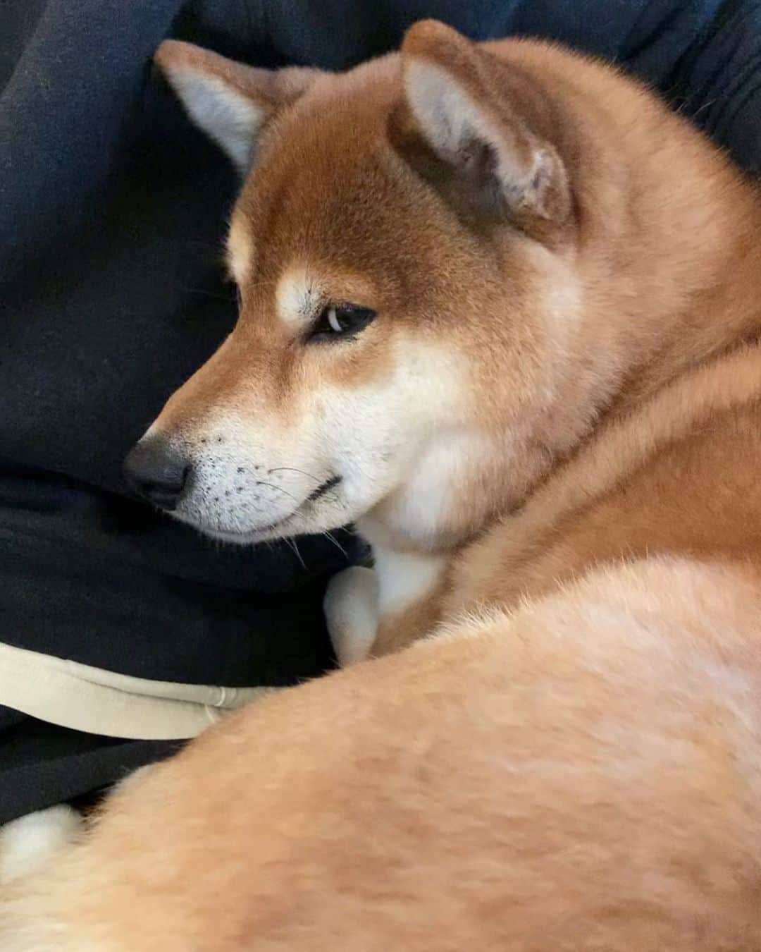 ?Fricko the Shiba Inu?さんのインスタグラム写真 - (?Fricko the Shiba Inu?Instagram)「Humom is calling Keaton’s name😒😒 🐾 🐾 🐾 #Fricko #🐶 #☀️ #shiba #shibainu #dog #柴犬 #赤柴  #adorable #shibaholics  #dogoftheday  #weeklyfluff #aww #dogstagram  #puppiesofinstagram #shibalove #shibastagram #shibadog #shibasofinstagram #doglovers」1月13日 6時43分 - umigiva