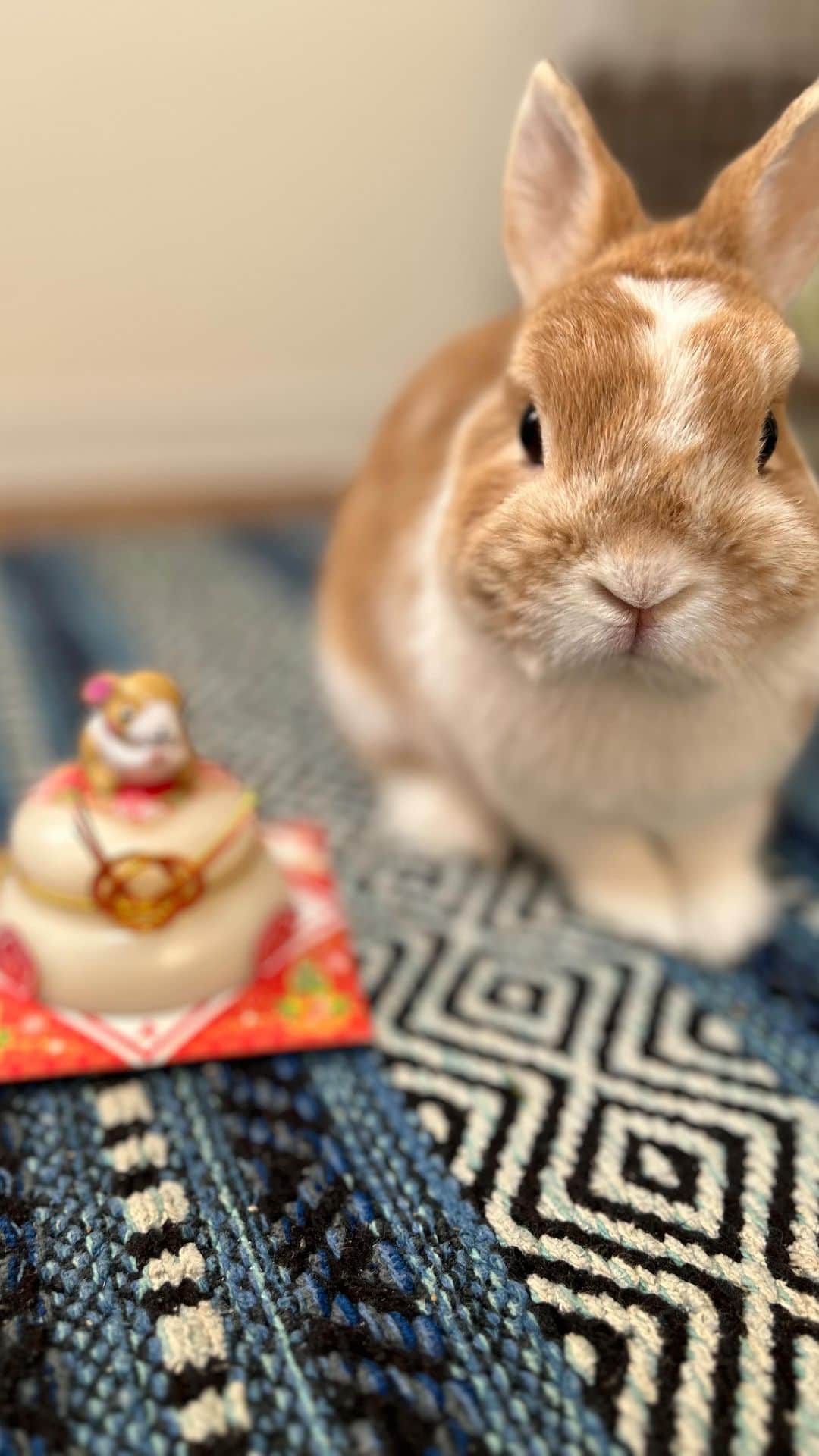 BUNNY?TUNA? のインスタグラム：「． 7年間の思い🐰  #7歳#🍓#本音 #ネザーランドドワーフ#うさぎ#ふわもこ部#うさぎのしっぽ#ペット#netherlanddwarf#bunnystagram#rabbit#lapin#cutebunny#bunnylove#bunnies#pet#petgram#rabbitstagram#japan#kawaii#weeklyfluff#cutepetclub#instapets#instabunnies#animallovers#兔子#微小的」