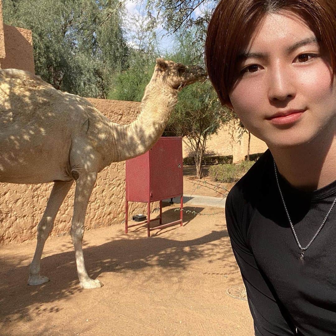 田川大樹のインスタグラム：「ラクダのチュッ  #ラクダ　#camel #dubai #desert #砂漠　#アニマル　#animal #rasalkhaimah Khaimah」