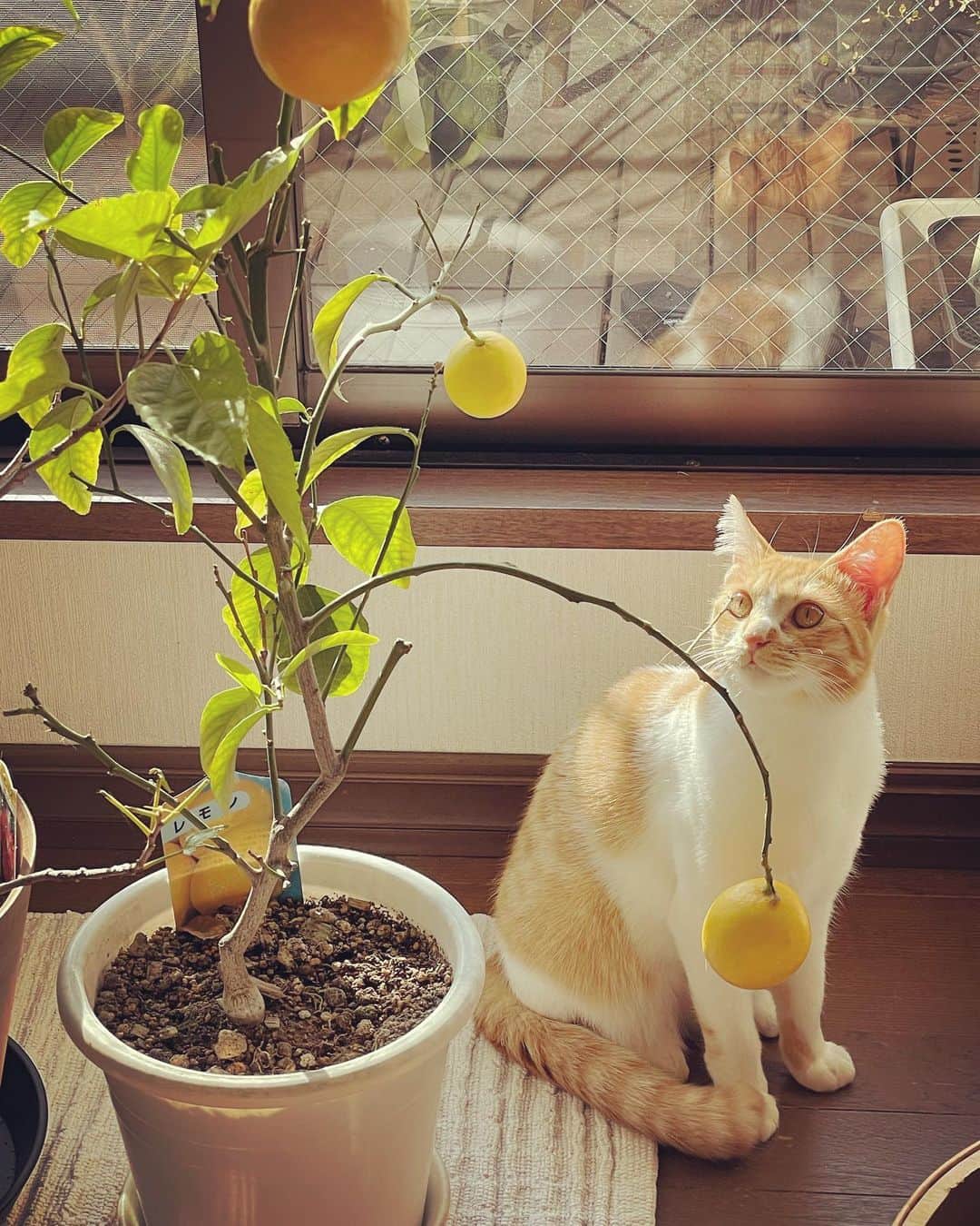 入山法子さんのインスタグラム写真 - (入山法子Instagram)「おツナとレモンの木。  レモンは今年3年目。  枝って剪定した方がいいのかな と、ぼんやり思いながら、 春には鉢を一回り大きくするつもり。」1月13日 10時27分 - iriyamanoriko_official