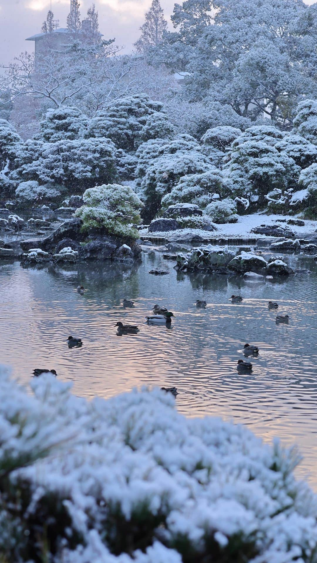 柳川藩主立花邸御花 | Yanagawa Ohanaのインスタグラム：「今冬の御花の初雪❄️ 白銀の世界が広がる世界をお届けします。  まるで夢みたいに、一瞬で溶けてしまった雪。  西洋館、大広間や松濤園とあわさり、 文化財の美しさをより引き立たせてくれていました❄️  #御花 #柳川藩主立花邸御花  #柳川#ohana #yanagawa #fukuoka #旅行#ホテル#料亭 #料亭旅館#福岡旅館 #日本料理#福岡料亭#柳川旅行 #九州旅行#福岡旅行#文化財ホテル #kyushu#japan」