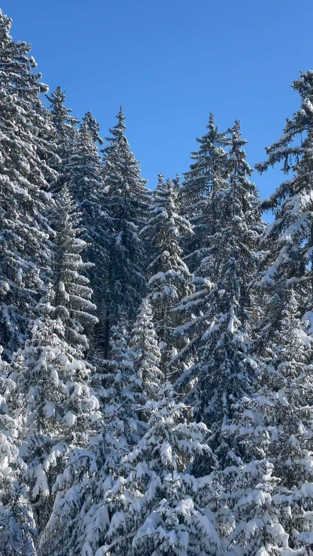 ケイティ アーリーのインスタグラム：「🌨️🌲👀」