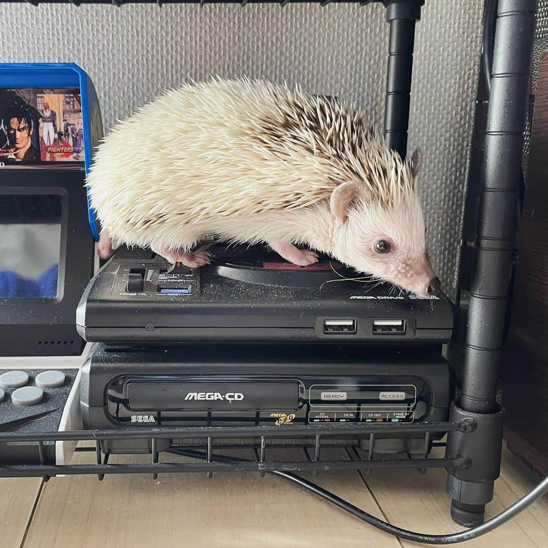 RONさんのインスタグラム写真 - (RONInstagram)「メガドラタワーによじ登るラル坊。 やっぱりハリネズミといえばSEGA。 わかってるね。  うちに来て数日の頃。 最初は活発だったのに最近は寝袋を気に入ってしまい引きこもってます。  #ハリネズミのラル #ハリネズミ #はりねずみ #ハリネズミのいる暮らし  #hedgie #hedgehog #hedgehogs #hedgehoglove #lullthehedgehog #Igel #hérisson #riccio #erizo #Lull #メガドラミニ #メガドラタワー #sega #genesismini」1月13日 18時46分 - ron_hari