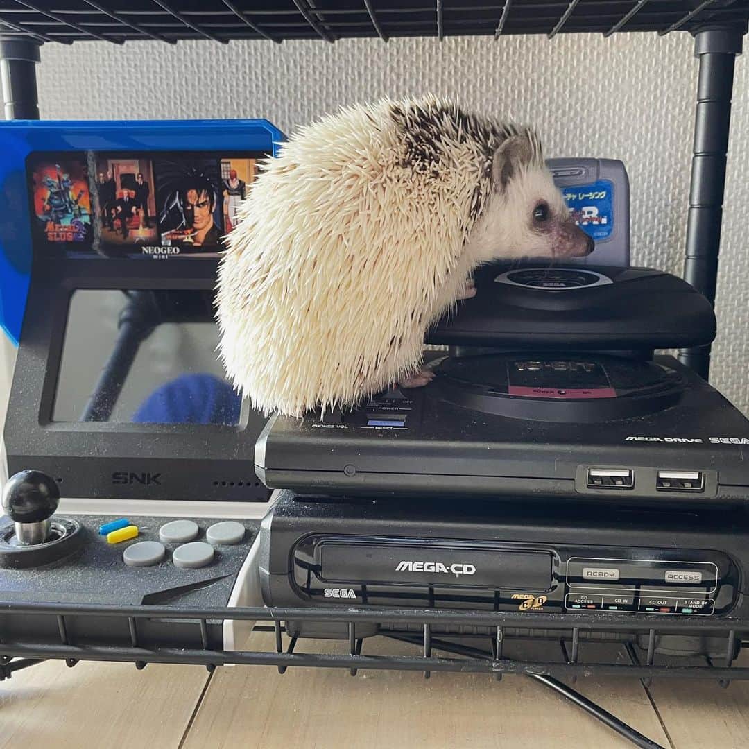 RONのインスタグラム：「メガドラタワーによじ登るラル坊。 やっぱりハリネズミといえばSEGA。 わかってるね。  うちに来て数日の頃。 最初は活発だったのに最近は寝袋を気に入ってしまい引きこもってます。  #ハリネズミのラル #ハリネズミ #はりねずみ #ハリネズミのいる暮らし  #hedgie #hedgehog #hedgehogs #hedgehoglove #lullthehedgehog #Igel #hérisson #riccio #erizo #Lull #メガドラミニ #メガドラタワー #sega #genesismini」