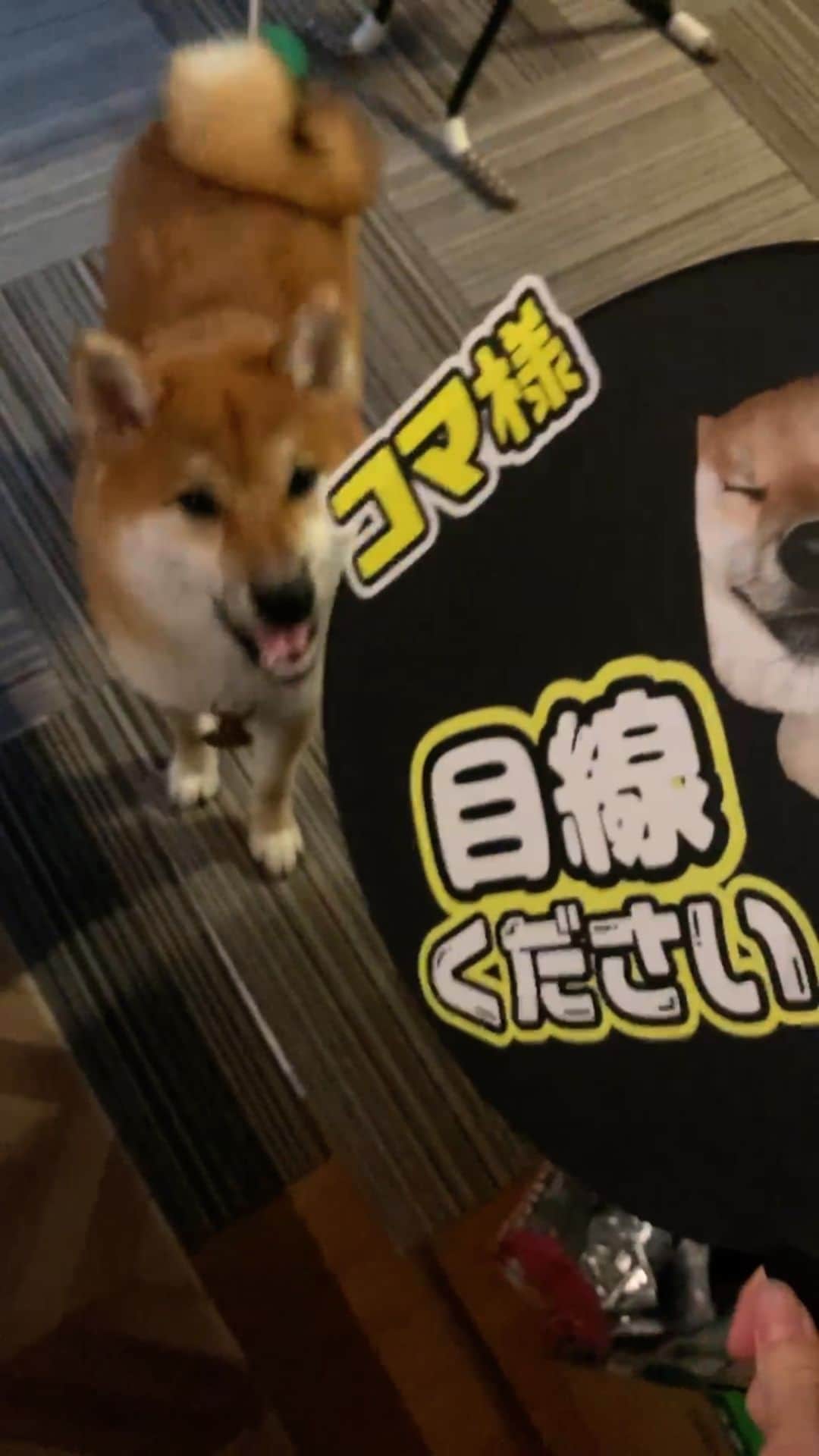 和風総分家のインスタグラム：「親ガチャ失敗した柴犬コマちゃん#short」
