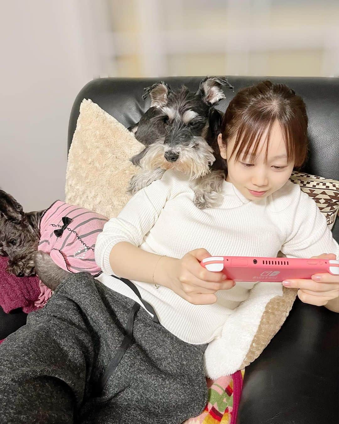 千咲まりのインスタグラム：「. 肩乗り犬。笑 ポケモンしてたらわんこ達くっついてきた🐶💓  めっちゃすっぴんやしお母さんに撮られてた プライベートすぎる写真でごめんね〜🤣  ※なかなかコメント返しできてなくてごめんね。 少しずつしていきます！💌💭  #肩乗り犬 #ゲーム中 #ゲームタイム #プライベート  #すっぴん #愛犬 #ミニチュアシュナウザー」