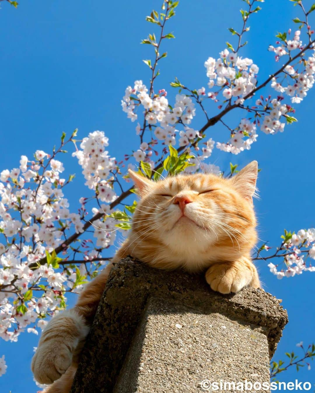 simabossnekoさんのインスタグラム写真 - (simabossnekoInstagram)「・ Sakura Cards ポストカードセレクション🌸 Sakura Spring postcard selection❣️ Swipeしてね←←🐾  〜お知らせ〜 株式会社イーズプロダクツの  “Sakura Cards“ ポストカードに、今回投稿の4枚が選ばれました。  ロフトやハンズ、紀伊國屋書店等にて、1枚165円(税込)にて販売中です。  取り扱い店舗詳細は、下記のURLをご覧ください。  https://ease-products.co.jp/aboutus/shoplist.html  店舗によって在庫状況が異なるため お求めの際は、各店にてお問い合わせください。  ※プラザ(PLAZA)では、ポストカードの取り扱いが無いためご注意ください。  ・ ・ #春 #SAKURAポストカード #しまねこ #島猫 #ねこ #にゃんすたぐらむ #猫写真 #cats_of_world #catloversclub #pleasantcats #catstagram #meowed #ig_japan #lumixg9」1月14日 9時00分 - simabossneko