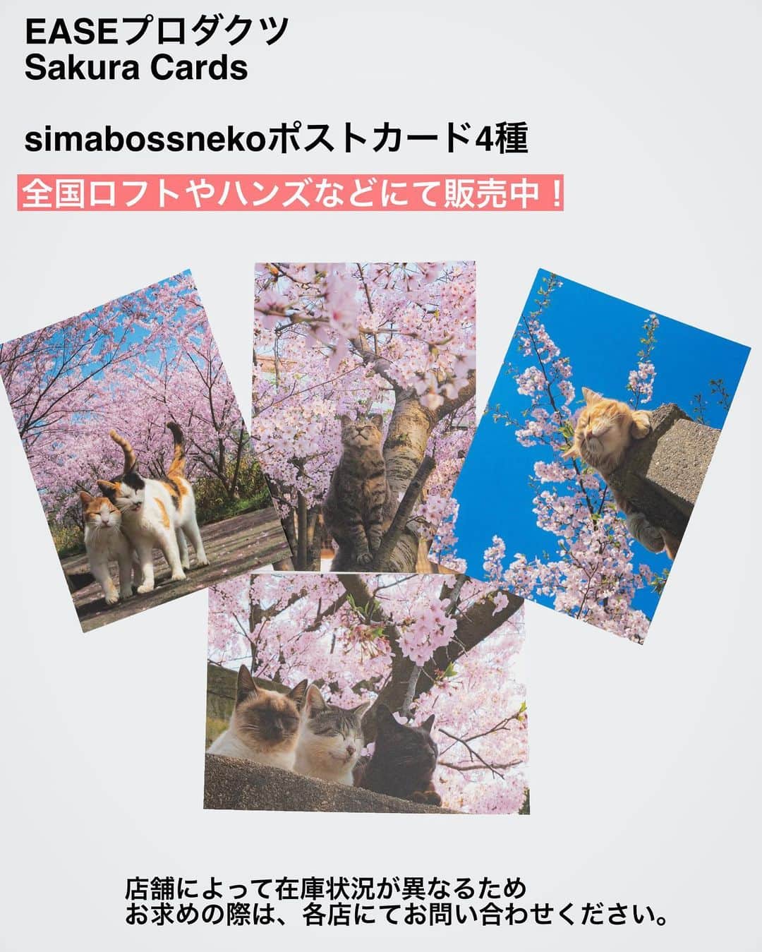 simabossnekoさんのインスタグラム写真 - (simabossnekoInstagram)「・ Sakura Cards ポストカードセレクション🌸 Sakura Spring postcard selection❣️ Swipeしてね←←🐾  〜お知らせ〜 株式会社イーズプロダクツの  “Sakura Cards“ ポストカードに、今回投稿の4枚が選ばれました。  ロフトやハンズ、紀伊國屋書店等にて、1枚165円(税込)にて販売中です。  取り扱い店舗詳細は、下記のURLをご覧ください。  https://ease-products.co.jp/aboutus/shoplist.html  店舗によって在庫状況が異なるため お求めの際は、各店にてお問い合わせください。  ※プラザ(PLAZA)では、ポストカードの取り扱いが無いためご注意ください。  ・ ・ #春 #SAKURAポストカード #しまねこ #島猫 #ねこ #にゃんすたぐらむ #猫写真 #cats_of_world #catloversclub #pleasantcats #catstagram #meowed #ig_japan #lumixg9」1月14日 9時00分 - simabossneko