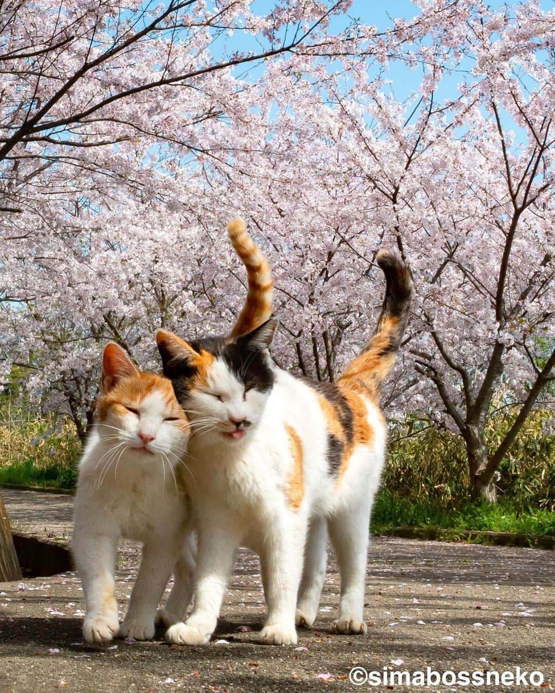 simabossnekoさんのインスタグラム写真 - (simabossnekoInstagram)「・ Sakura Cards ポストカードセレクション🌸 Sakura Spring postcard selection❣️ Swipeしてね←←🐾  〜お知らせ〜 株式会社イーズプロダクツの  “Sakura Cards“ ポストカードに、今回投稿の4枚が選ばれました。  ロフトやハンズ、紀伊國屋書店等にて、1枚165円(税込)にて販売中です。  取り扱い店舗詳細は、下記のURLをご覧ください。  https://ease-products.co.jp/aboutus/shoplist.html  店舗によって在庫状況が異なるため お求めの際は、各店にてお問い合わせください。  ※プラザ(PLAZA)では、ポストカードの取り扱いが無いためご注意ください。  ・ ・ #春 #SAKURAポストカード #しまねこ #島猫 #ねこ #にゃんすたぐらむ #猫写真 #cats_of_world #catloversclub #pleasantcats #catstagram #meowed #ig_japan #lumixg9」1月14日 9時00分 - simabossneko