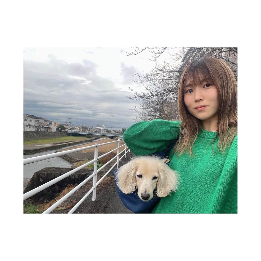 八坂芽依のインスタグラム：「八坂家のわんこの散歩スタイル🐶👜 らんちゃんはヘルニア犬🐕 部屋の中では走り回ってますが 散歩の時だけバックインして散歩します笑 芝の上は降ろして散歩させれるけど こーして散歩行くのが大好きなわんこ🐶❤️ ミニチュアダックスはヘルニアなりやすいから気をつけないと😭 それでも長生きして沢山散歩しようね🐶 帰省中は、可愛いらんちゃん沢山更新しまーす‼︎ #愛犬がいる生活 #ミニチュアダックスフンド  #ヘルニア犬  #バックイン散歩🐾」