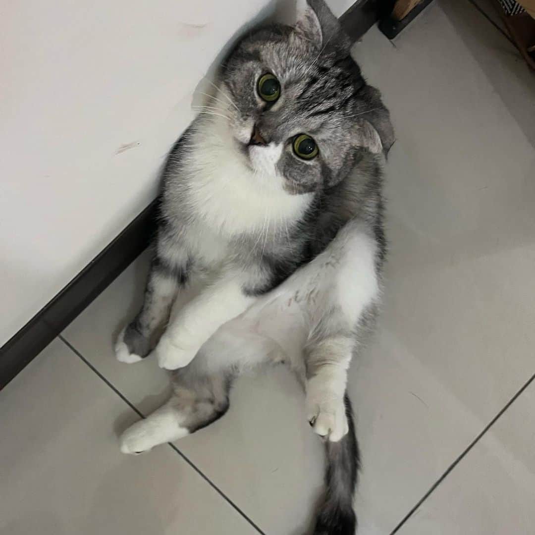 KATSUOのインスタグラム：「今日は27度！ 暑い！  #cat#cats#catsofinstagram #instacat#katsuo#猫#ねこ」