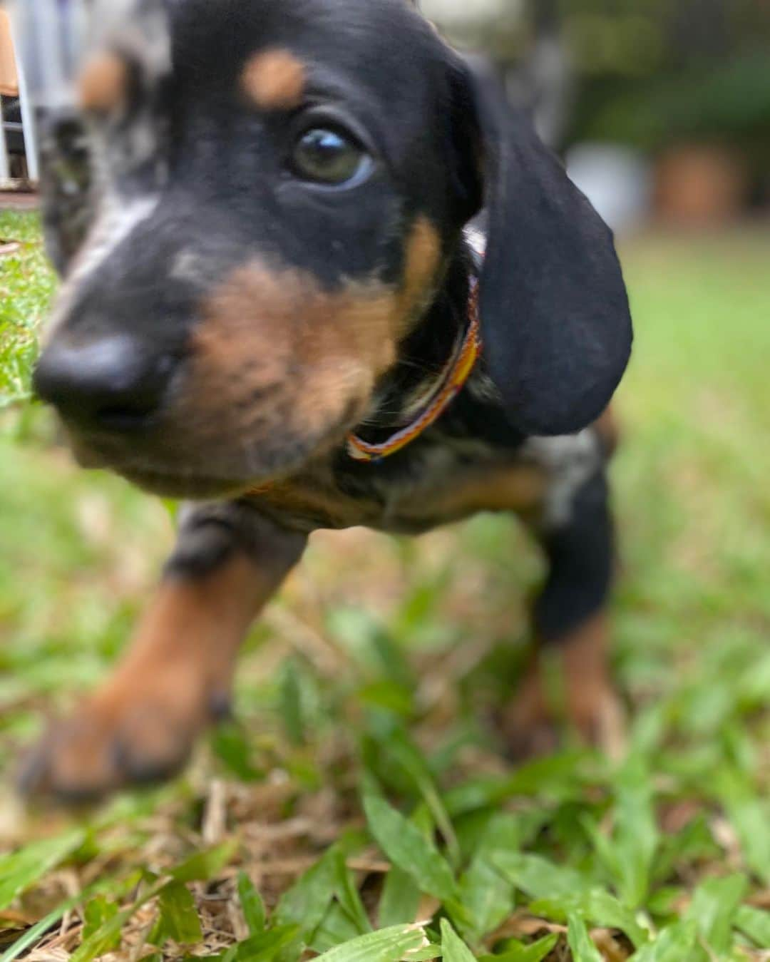 Hoykong&Plamuekさんのインスタグラム写真 - (Hoykong&PlamuekInstagram)「Happy Thai children’s day  #คั่วกลิ้งปลาหมึก #dachshund」1月14日 15時52分 - hoykongplamuek