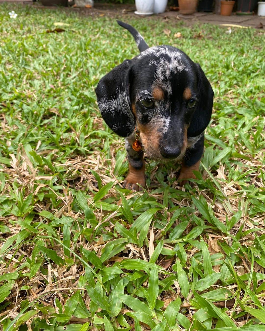 Hoykong&Plamuekさんのインスタグラム写真 - (Hoykong&PlamuekInstagram)「Happy Thai children’s day  #คั่วกลิ้งปลาหมึก #dachshund」1月14日 15時52分 - hoykongplamuek