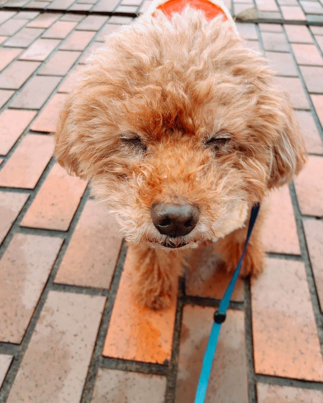 のインスタグラム：「* お散歩  #藤澤ノリマサ  #fujisawanorimasa  #norimasafujisawa  #popopera #ポップオペラ #photo #小太郎 #pets  #toypoodle  #love #poodle  #といぷーどる  #眠いのかな #散歩  *」
