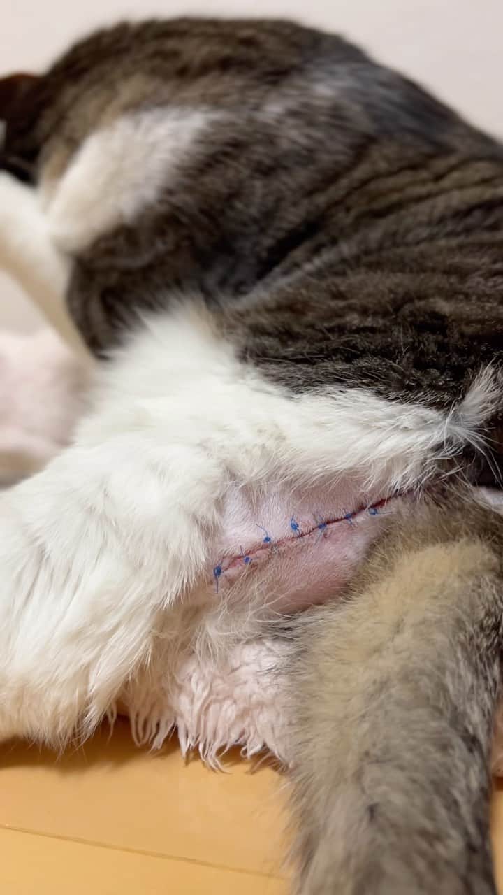 スノーのインスタグラム：「Snow‘s mast cell tumor recurred and he underwent a second tumorectomy. He was also diagnosed as chronic kidney disease last year. It’s very heartbreaking to see him suffering all the pains.  スノーくんの肥満細胞腫が違う部位で再発し、また手術を受けた。昨年は#慢性腎臓病 と診断され、もうこれ以上辛い思いをしないことを願うばかり。 ・ #meowed #catsofinstagram #catlovers #cats_of_instagram #catstagram #cat #cats #kucing #gato #chat #catloversclub #catlover #9gag #weeklyfluff #kedi #katze #kawaii #neko #instagramjapan #고양이 #кот #แมว #猫 #ふわもこ部 #ペコねこ部」