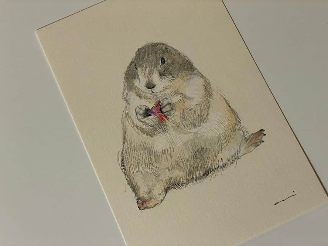 のインスタグラム：「くんた。Kunta. #クリスマスのまちあわせ イベントで @coricci_drawing さんに描いていただいた くんたの原画が先日届きました📭 いつも原画を手にした時の感動はひとしおで 画像とは違った素敵さが原画にはあります。 投稿の画像でも伝わりきれてないと思いますが 足の肉球なんて そりゃもう触りたくなる程たまらんです🐾 スワイプしてね👉🏻 coricciさん たくさんの子達を空から里帰りさせてくださり ありがとうございました😊💕 #coricci_drawing #prairiedog #プレーリードッグ #ふわもこ部」
