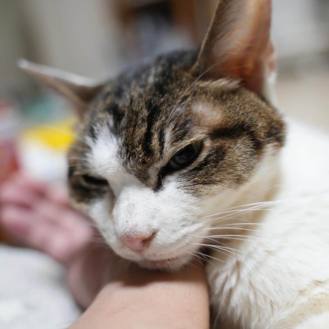 マンチカンズTVさんのインスタグラム写真 - (マンチカンズTVInstagram)「末期がんのゆきちゃん、今日は腕枕で寝てくれてます。2人で想い出を語り合う一時♪もう少しだけ、新しい想い出作ろうね♪  #catstagram #kitty #petstagram #instacat #meow #catoftheday #ilovemycat #instacat_meows #catstagram_japan #猫 #ねこ #ねこすたぐらむ #ネコ #ふわもこ部 #にゃんすたぐらむ #ねこ部 #保護猫 #にゃんこ #猫好きさんと繋がりたい #ねこのいる生活 #子猫 #ねこのきもち #ねこのいる暮らし #猫写真 #猫と暮らす」1月14日 22時15分 - studio_singa