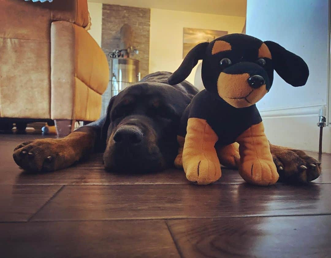 エイリー・チャイルドのインスタグラム：「It’s a hard life 😂   (Rottie toy addition thanks to Campbell) 🐾」