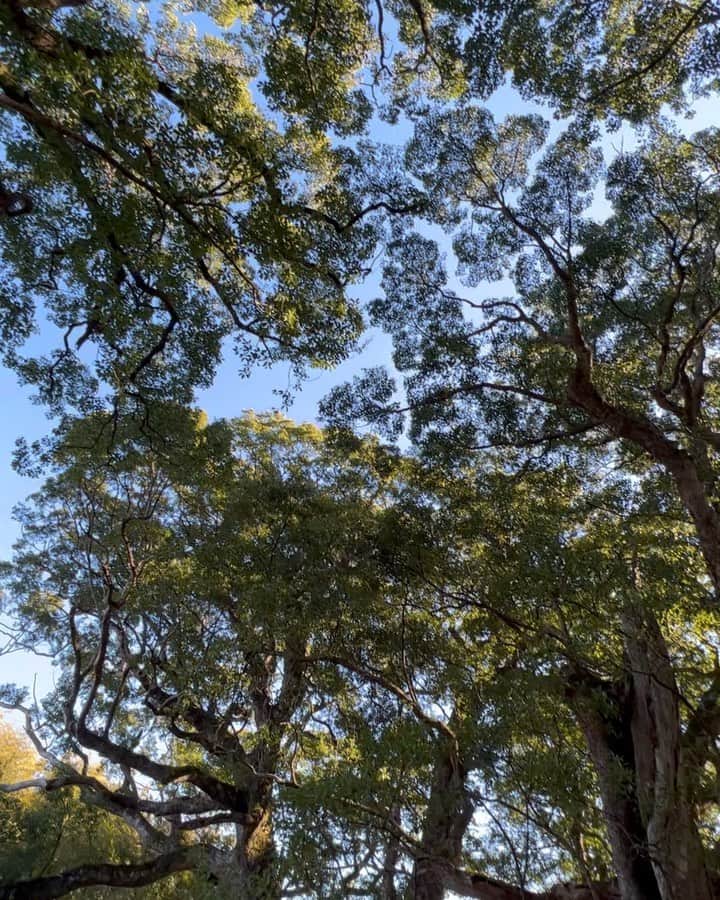 ミッチーのインスタグラム：「Sound of nature💆‍♂️🌳💆‍♀️」