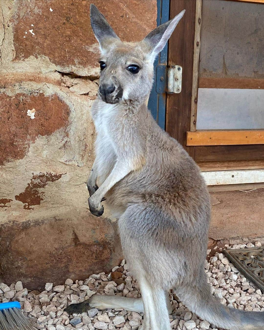 kasumiさんのインスタグラム写真 - (kasumiInstagram)「.  The scenry i saw in Australia about local edition.🦘🕌🌪  The growth step by step🕊  #australia  #sydney  #adelaide  #🇦🇺 #citypop #abroad #海外 #オーストラリア #シドニー #アデレード #follow #like #localspace #oldcity」1月29日 20時38分 - _kasuchannel_