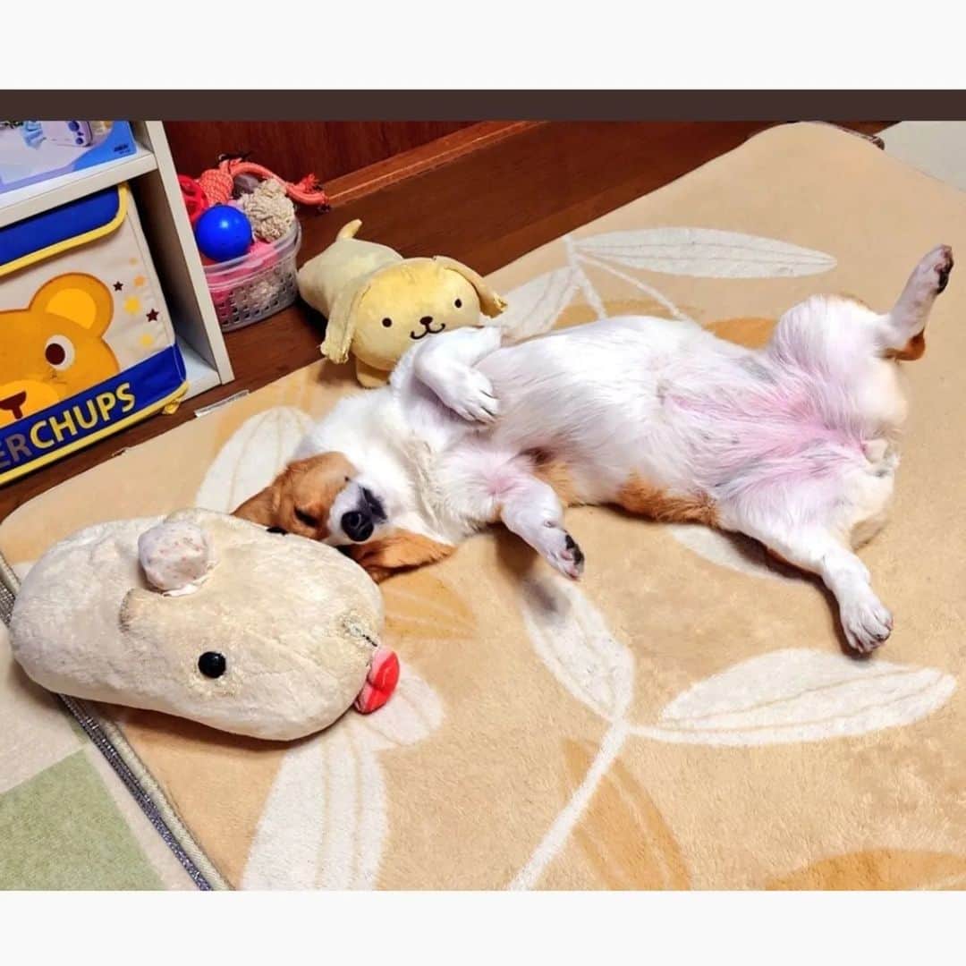 のインスタグラム：「. 【すずらん通信】 ～寝正月にも程がある～  2023年もすずちゃんは絶好調！ お正月から思いっきり遊んで電池が切れたみたいに バタリ。。。 とはいえ、これは流石に大胆すぎる寝方😂笑  ちなみに出したおもちゃは自分では片付けません😂😂笑  「ロープどこやったのー？」 「ガチャ一個ないけどすずちゃんどこいっちゃったのかねー？」など寝る前には父が話しかけながら拾い歩いてる。  今年もすずは沢山笑わせてくれそうです。 ---‐------------------------------------------------------------  #コーギー #すずらん #こぎすたぐらむ #おもしろペット #犬 #わんこ #犬好き  #アナウンサー #ナレーター #女子アナ #フリーアナウンサー #フリーナレーター #プライベート #犬がいる生活  #dog #corgi」