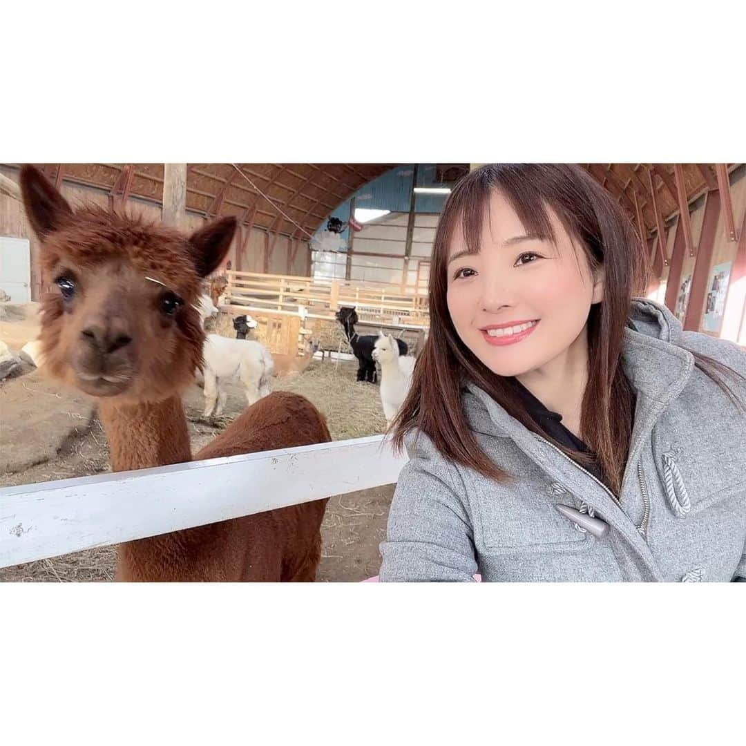 江頭ひなたさんのインスタグラム写真 - (江頭ひなたInstagram)「大好きなアルパカ❤️🦙❤️ 北海道のアースドリーム角山農場に遊びに行った時の写真😆YouTubeにもUPしているので、見てねー！  #アルパカ #アースドリーム角山農場 #北海道 #江別市 #江別 #道産子」1月29日 20時56分 - hinataeto