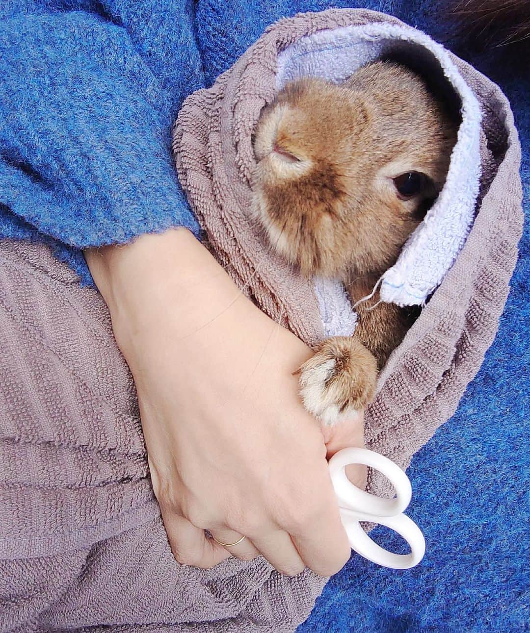 のインスタグラム：「天気がいいので外で爪切り☁🐇✄♥️  いつもE.T.スタイル🌝🚲👽  #うさぎのいる生活#うさぎと暮らす #animal#animals#rabbit#rabbit🐰❤️#🐰#🐇#最近の様子#5歳#6歳になるよ#ふわふわ#モコモコ#がんこ娘#うさぎどし#かわいいけどすぐ怒る女子#japan#マロン#🌰#長生きしてね#長生きしよう#年女#年女🐰#卯年#卯#かわいい#親バカ#記録」