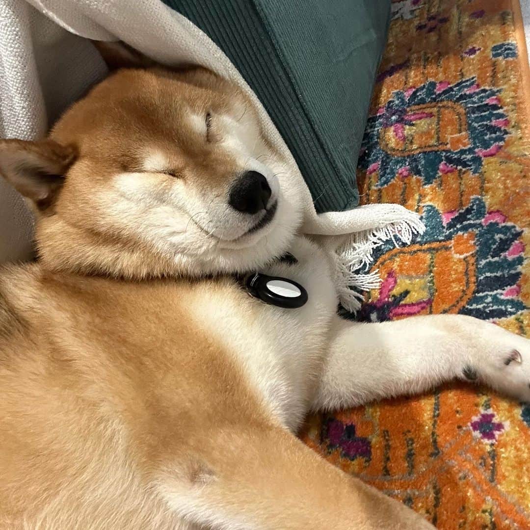 Shibainu Pontaのインスタグラム：「いびきかいて寝てるぽん様.不思議なわんこ  #メルボルン #melbourne」