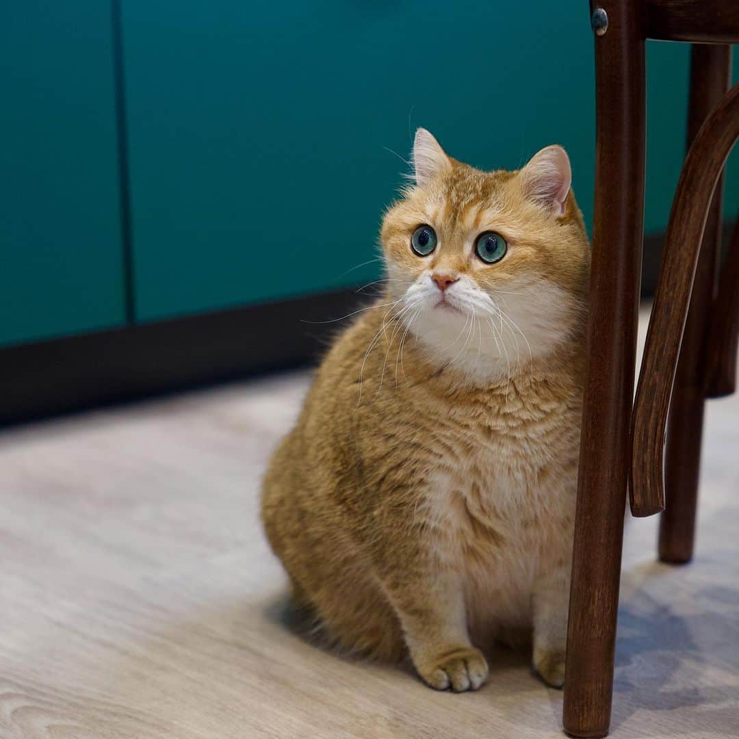 Hosicoさんのインスタグラム写真 - (HosicoInstagram)「I'm hypnotizing the refrigerator 😵‍💫」1月29日 17時36分 - hosico_cat