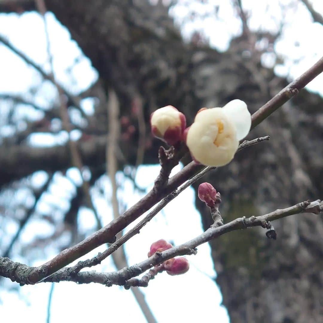 関陽樹さんのインスタグラム写真 - (関陽樹Instagram)「冬来たりなば春遠からじ。 この一週間雪や寒さに悩まされていますが、春の使者は既にやってきています。  #梅 #蕾 #つぼみ #もうすぐ #開花 #長野県 #安曇野市 #立春 まで  #もう少し」1月29日 19時22分 - seki_haruki1986