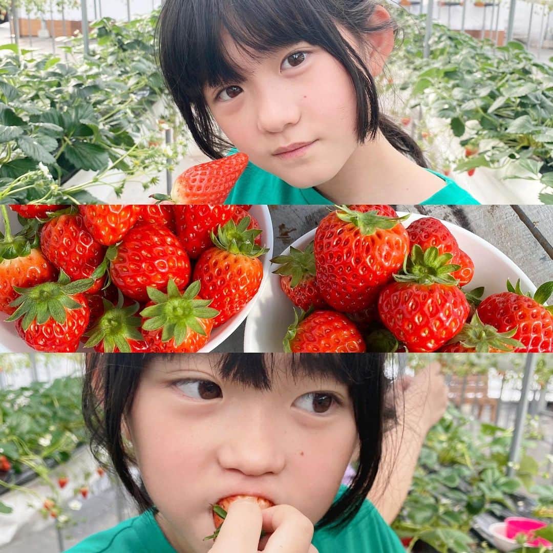 *yoko*のインスタグラム：「* ◇2023.1.29 • イチゴ狩りへ🍓 ハウスの中、真夏みたいに暑かった🙈  イチゴを一気に食べて、 そのあとは可愛いカップルを見るたびに 「あのカップル、リア充してるな〜♡」 って一緒に行ったお友達とヒソヒソ😂💕 男子の髪型はマッシュがいいわ！私はどっちかって言うとセンター派やわとかいっちょ前に女子してます。 ちなみに心乃はマッシュ派。  ほんで最近全然写真撮らしてくれへん... • #イチゴ狩り#いちご」