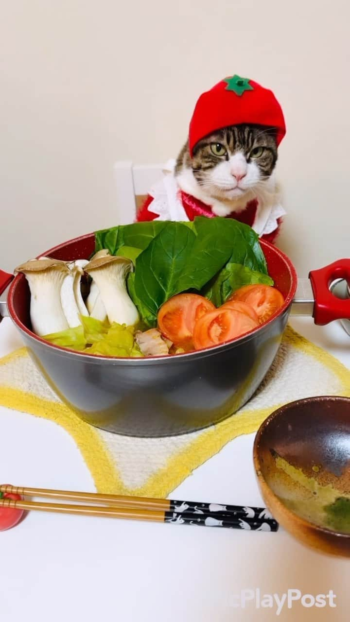 マロのインスタグラム：「🍅トマト鍋🍅 ✴︎ いつもコメントありがとうございます😸🙏❤️ 全て拝見しています🐾 ✴︎ Thank you for your kind comments😸🙏❤️ ✴︎ #cat#cats#catsofinstagram#sweetcatclub#😻 #tomato#hotpot#ねこ#ねこ部#ねこすたぐらむ #猫#料理#トマト鍋#トマト#保護猫#猫のいる生活」