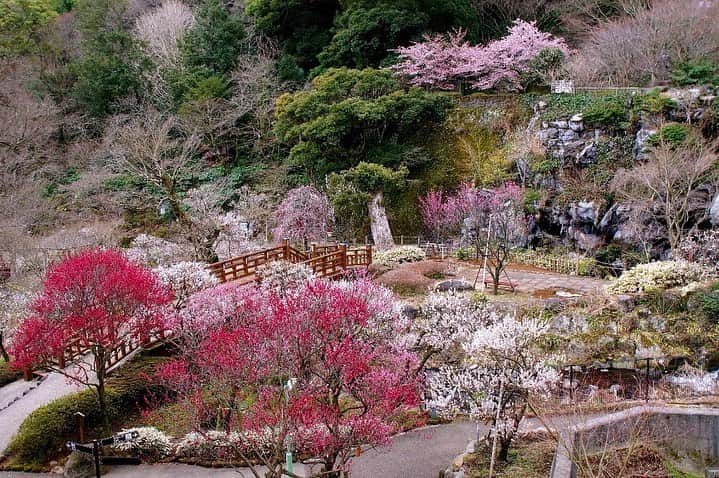 和モダンオーベルジュ 熱海TENSUIのインスタグラム：「【熱海梅園コラボプランご予約受付中🌸】 こんにちは、熱海TENSUIでございます。  現在、熱海TENSUIでは梅の時期をお楽しみいただける特典を 詰め込んだ当館近くの観光スポット「熱海梅園」との 期間限定コラボレーションプランを販売中です✨  「熱海梅園」の入場券チケットとご夕食時に、梅酒のワンドリンク特典を付けたこちらのプランは、既に多くのお客様にご予約をいただいております🥂✨  1/7（土）～3/5（土）で「第79回2023熱海梅園梅祭り」を 開催中で、59品種：472本の梅をお祭り期間中に お楽しみ頂けます🌸  期間中は、園内には足湯や土産店もオープン。 日によって熱海芸妓連演芸会や落語会、甘酒無料サービスなどのイベントも実施しています🍶  熱海梅園の入場券は、当館のフロントでもご宿泊者様限定で通常よりもお得にご購入いただけます。 (ご宿泊者様100円　※一般価格300円)  当館からはお車で約10分(JR来宮駅からは徒歩10分)と なっております。  一足早い春が訪れた熱海観光に、ご家族やご友人、ご夫婦で ぜひ足を運んでみてはいかかでしょうか？✨  皆様のご来館を、お待ちいたしております☺️  ご予約は公式サイトからがお得♨️ 会員登録で特別割引のベストレート保証 プロフィールの公式サイトからチェック✅  -和モダンオーべルジュ　熱海TENSUIｰ」