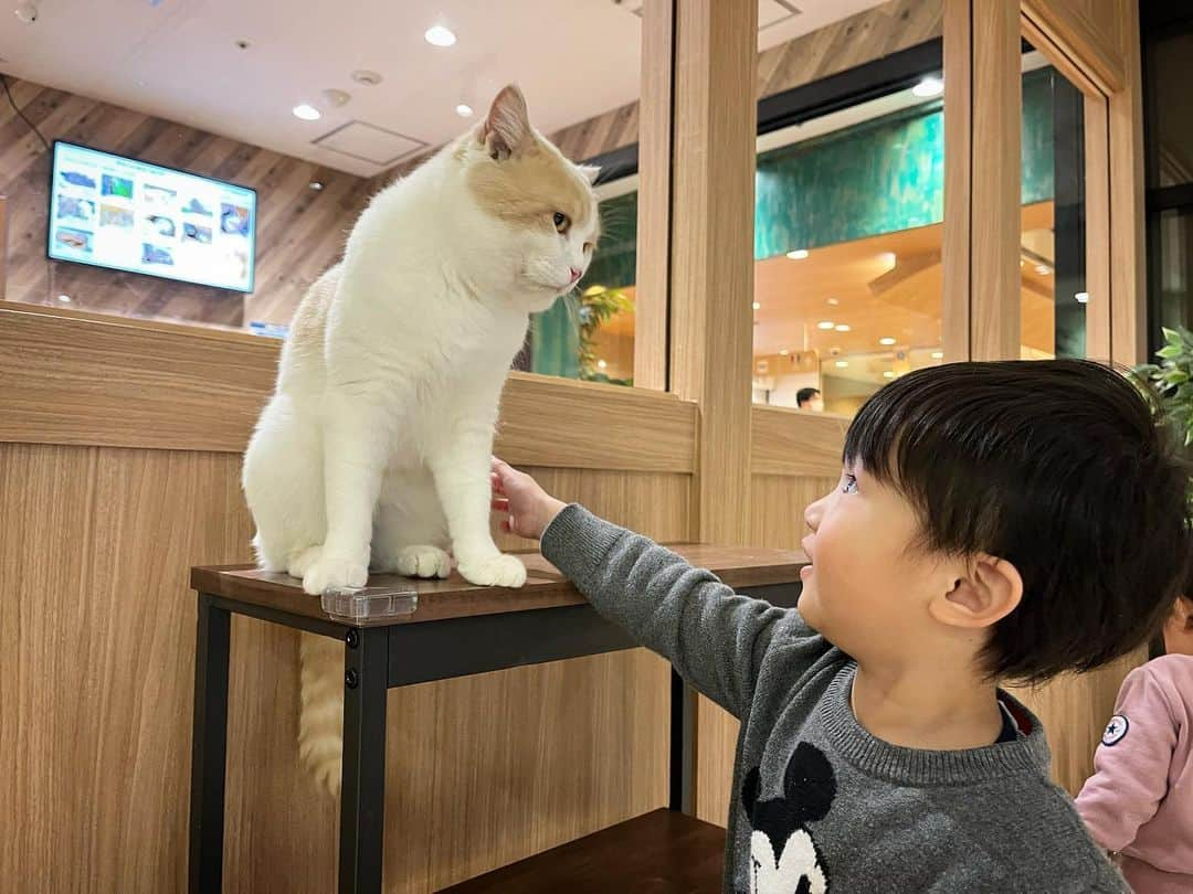 友稀サナさんのインスタグラム写真 - (友稀サナInstagram)「お台場にあるアニマルカフェ🐾 「アニミル」へ🐶🐱☕️ . デックスビーチの5Fにあるよん🍀 ワンコ、ニャンコのエリアと、うさぎ、モルモット、カピバラ、オウム、イグアナとかがいるアドベンチャーエリア(だったかな)の2部屋に分かれてて、時間内だったらエリアは出入り自由😌 ちなみに出演者(動物達)は休憩もあるのでどの子が来るかは時間次第🙂👏 . 一応カフェだから🤣 ちゃんと飲み物買って入ります😗 (座る余裕はもちろんない) . 子供達は今まで実家のワンコ以外ペットショップや動物園の距離感でしか動物を見た事ないから初めて実際に触り放題の場面に直面して嬉しさと焦りが入り混じってたwww . ガチャガチャを回したら中にオヤツが入ってて2人ともビビりながらも一生懸命あげてた🥲❤ . こーゆー経験って凄く大事だよね🍀 楽しんでくれて良かった🫶 また行こうね❤️ . . . #お台場#デックスビーチ #アニミル#アニミルお台場店  #アニマルカフェ#カフェ#cafe #休日#休日の過ごし方#お出掛け #お出掛けスポット#子連れお台場 #ふれあいカフェ#初体験 #2歳男の子#1歳女の子  #年子#年子兄妹#年子ママ  #ママリ#ママライフ#ママモデル  #2児ママ#年子育児#育児記録」1月15日 16時10分 - sana0810yuuki