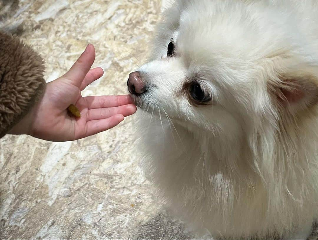 友稀サナさんのインスタグラム写真 - (友稀サナInstagram)「お台場にあるアニマルカフェ🐾 「アニミル」へ🐶🐱☕️ . デックスビーチの5Fにあるよん🍀 ワンコ、ニャンコのエリアと、うさぎ、モルモット、カピバラ、オウム、イグアナとかがいるアドベンチャーエリア(だったかな)の2部屋に分かれてて、時間内だったらエリアは出入り自由😌 ちなみに出演者(動物達)は休憩もあるのでどの子が来るかは時間次第🙂👏 . 一応カフェだから🤣 ちゃんと飲み物買って入ります😗 (座る余裕はもちろんない) . 子供達は今まで実家のワンコ以外ペットショップや動物園の距離感でしか動物を見た事ないから初めて実際に触り放題の場面に直面して嬉しさと焦りが入り混じってたwww . ガチャガチャを回したら中にオヤツが入ってて2人ともビビりながらも一生懸命あげてた🥲❤ . こーゆー経験って凄く大事だよね🍀 楽しんでくれて良かった🫶 また行こうね❤️ . . . #お台場#デックスビーチ #アニミル#アニミルお台場店  #アニマルカフェ#カフェ#cafe #休日#休日の過ごし方#お出掛け #お出掛けスポット#子連れお台場 #ふれあいカフェ#初体験 #2歳男の子#1歳女の子  #年子#年子兄妹#年子ママ  #ママリ#ママライフ#ママモデル  #2児ママ#年子育児#育児記録」1月15日 16時10分 - sana0810yuuki