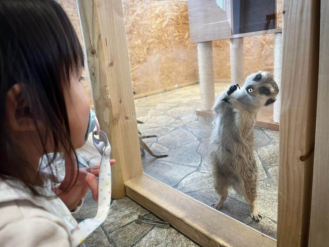 友稀サナさんのインスタグラム写真 - (友稀サナInstagram)「お台場にあるアニマルカフェ🐾 「アニミル」へ🐶🐱☕️ . デックスビーチの5Fにあるよん🍀 ワンコ、ニャンコのエリアと、うさぎ、モルモット、カピバラ、オウム、イグアナとかがいるアドベンチャーエリア(だったかな)の2部屋に分かれてて、時間内だったらエリアは出入り自由😌 ちなみに出演者(動物達)は休憩もあるのでどの子が来るかは時間次第🙂👏 . 一応カフェだから🤣 ちゃんと飲み物買って入ります😗 (座る余裕はもちろんない) . 子供達は今まで実家のワンコ以外ペットショップや動物園の距離感でしか動物を見た事ないから初めて実際に触り放題の場面に直面して嬉しさと焦りが入り混じってたwww . ガチャガチャを回したら中にオヤツが入ってて2人ともビビりながらも一生懸命あげてた🥲❤ . こーゆー経験って凄く大事だよね🍀 楽しんでくれて良かった🫶 また行こうね❤️ . . . #お台場#デックスビーチ #アニミル#アニミルお台場店  #アニマルカフェ#カフェ#cafe #休日#休日の過ごし方#お出掛け #お出掛けスポット#子連れお台場 #ふれあいカフェ#初体験 #2歳男の子#1歳女の子  #年子#年子兄妹#年子ママ  #ママリ#ママライフ#ママモデル  #2児ママ#年子育児#育児記録」1月15日 16時10分 - sana0810yuuki