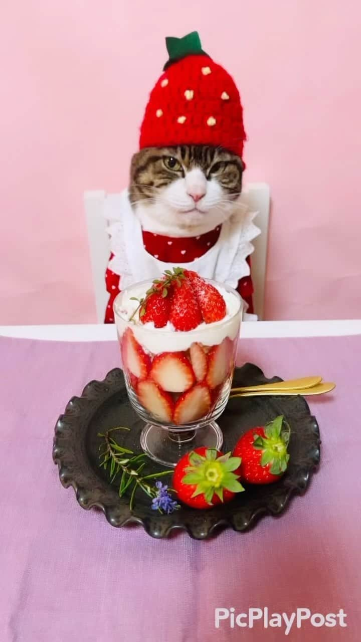 マロのインスタグラム：「🍓いちごの日🍓 ✴︎ いつもコメントありがとうございます😸🙏❤️ 全て拝見しています🐾 ✴︎ Thank you for your kind comments😸🙏❤️ ✴︎ #cat#cats#catsofinstagram#sweetcatclub#😻 #strawberry#ねこ#ねこ部#猫#ねこすたぐらむ  #今日は何の日#いちごの日#保護猫#猫のいる生活」