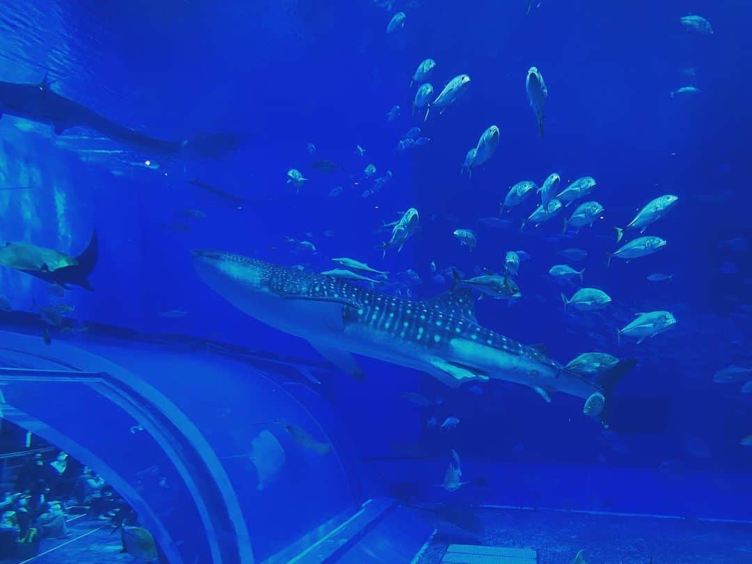 辻凌志朗さんのインスタグラム写真 - (辻凌志朗Instagram)「水族館は好きですか？🐟🐠  #水族館 #最近 #青 #多い #空も海も青い」1月16日 15時27分 - ryoshirotsuji_official