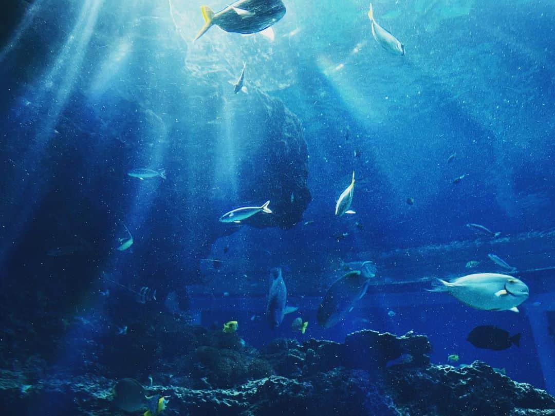 辻凌志朗のインスタグラム：「水族館は好きですか？🐟🐠  #水族館 #最近 #青 #多い #空も海も青い」