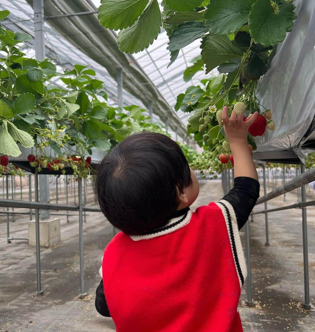 葉加瀬マイさんのインスタグラム写真 - (葉加瀬マイInstagram)「スクールのお友達と苺狩りへ🍓 大好きな苺に囲まれて息子大興奮🥺❣️ずーっと幸せそうにとって食べてました🥰 こんな喜んでくれたらまたすぐ連れて行きたい🥺❤️企画してくれたママ友に感謝❤️  #1歳10ヶ月 #男の子ママ」1月16日 16時42分 - m.hakase