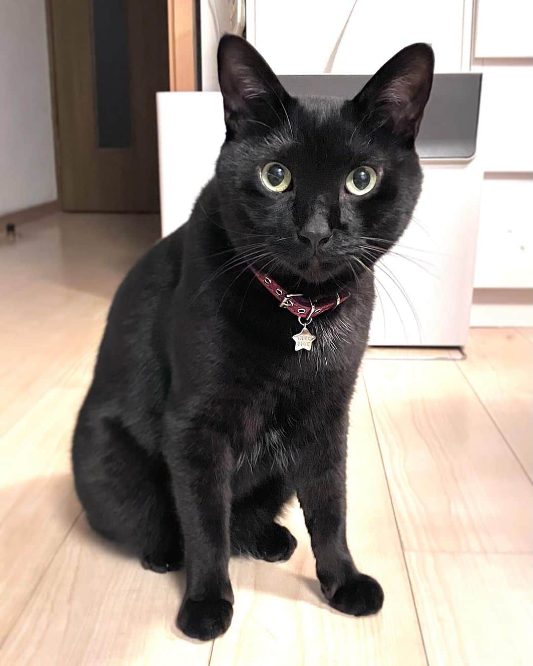 しおやてるこのインスタグラム：「おはようネコチャン #黒猫 #猫のいる暮らし」