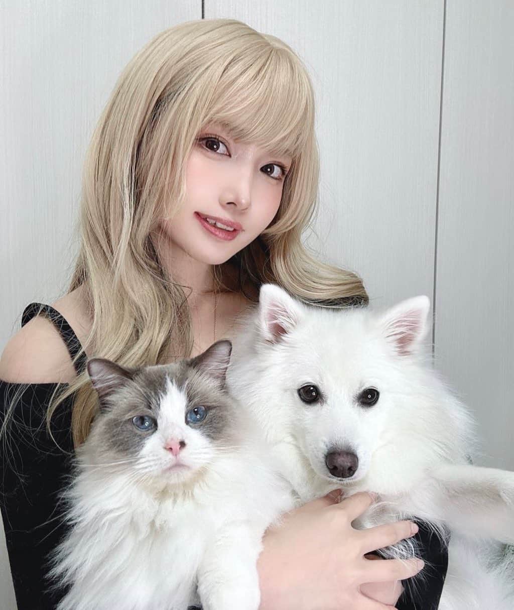 シスルさんのインスタグラム写真 - (シスルInstagram)「シス👩🏻‍🦰とラス🐈とノア🐕  #pets #petstagram  #cat #ragdoll #dog #japanesespitz  #猫 #猫のいる暮らし #ラグドール #犬 #犬のいる暮らし #日本スピッツ」1月16日 21時16分 - sithle011