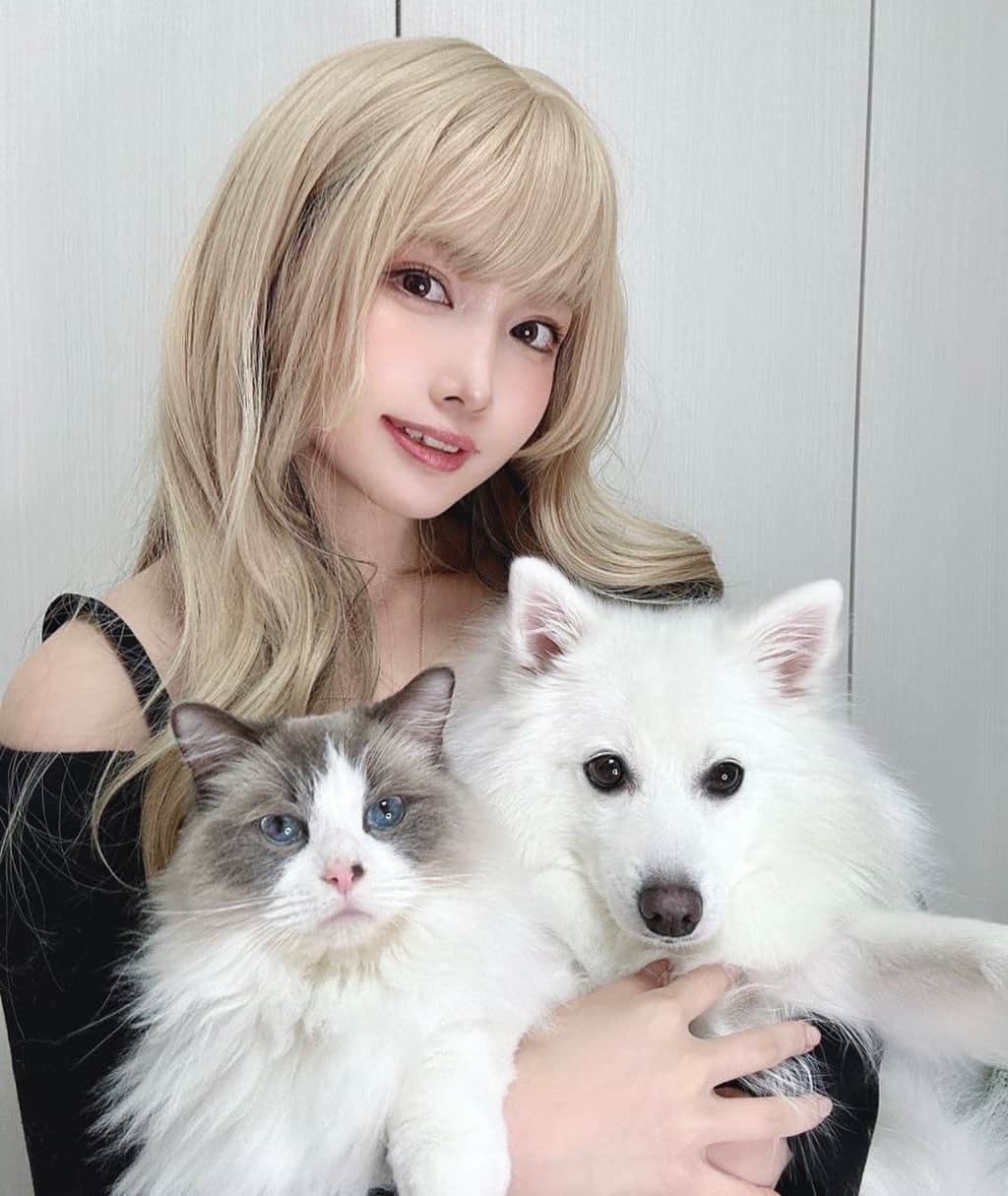 のインスタグラム：「シス👩🏻‍🦰とラス🐈とノア🐕  #pets #petstagram  #cat #ragdoll #dog #japanesespitz  #猫 #猫のいる暮らし #ラグドール #犬 #犬のいる暮らし #日本スピッツ」