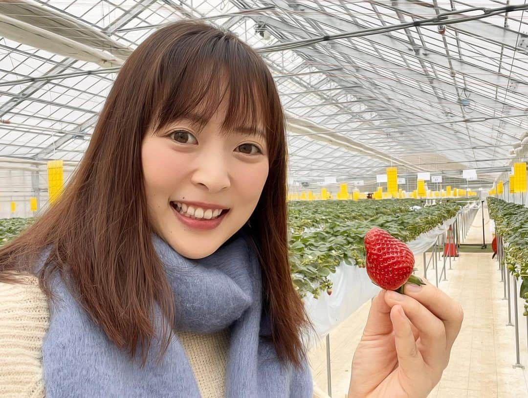 青木栄美子のインスタグラム：「. いちご狩り🍓🍓🍓  今月、おとなり石川県の 宝達志水町に行ってきました〜🏃‍♂️💨  イチゴのハウス栽培は、 寒い冬、つまり今が「旬」最も美味しい時期！🍓  イチゴ好きの私としては、 絶対にイチゴ狩りに行きたいという 強い思いで今年の冬を迎えました😤笑  行けてよかったよ〜😂😂😂❤️  30分食べ放題で、 イチゴだけでお腹を満たすという なんとも贅沢な体験をしました✨✨  30分…少ないと思ったでしょ？笑  じゅーぶん。30分も食べたら お腹いっぱいになるよ🤤♨️笑笑  今回食べた品種は 「よつぼし」と「とちおとめ」  とちおとめはイチゴらしい甘い香り✨ 酸味と甘味のバランスが取れていて、 とってもジューシーで美味しい💕  @treasurefarm_official   ありがとうございました！ 次は富山県内の農園にも行きたいな✨✨  #石川グルメ #石川観光 #石川  #石川県 #石川旅行 #石川カフェ #イチゴ #いちご狩り  #イチゴ狩り #イチゴ狩り🍓  #北陸 #北陸旅行 #富山観光 #富山観光  #イチゴ食べ放題 #宝達志水町  #宝達志水町グルメ #宝達志水町カフェ  #トレジャーふぁーむ #とちおとめ #石川県宝達志水町  #フリーアナウンサー」